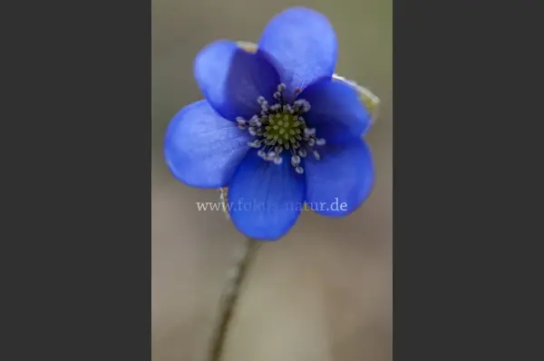 Fokus-Natur Bild