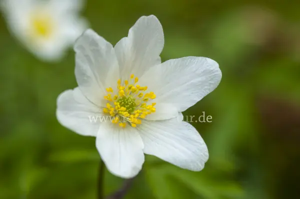 Fokus-Natur Bild