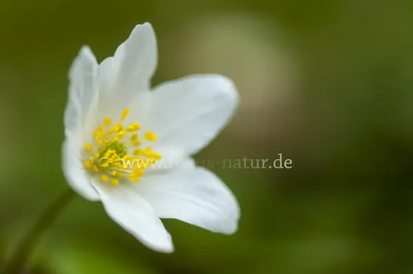 Fokus-Natur Bild