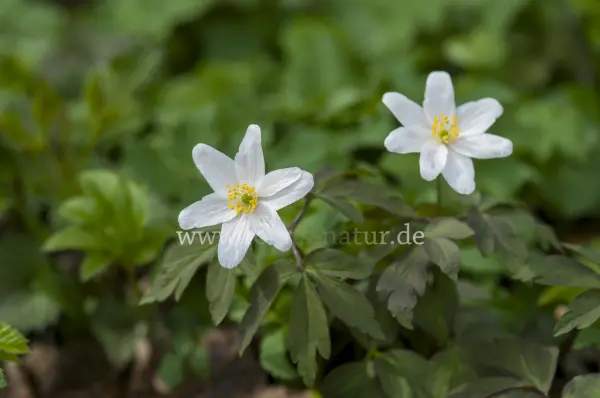Fokus-Natur Bild