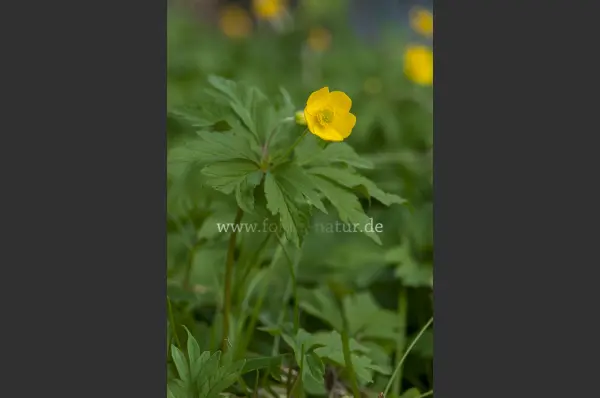 Fokus-Natur Bild