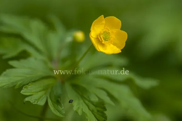 Fokus-Natur Bild