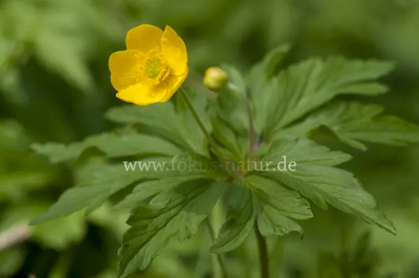 Fokus-Natur Bild