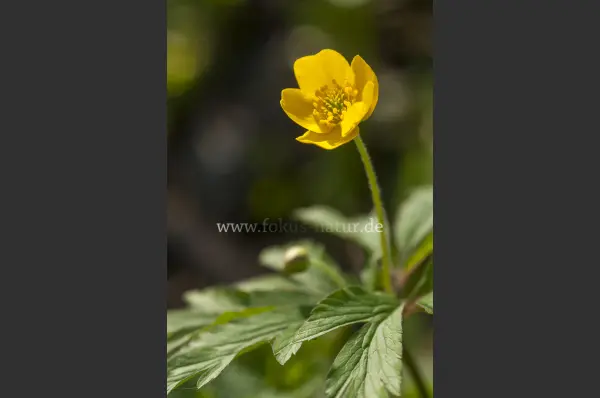 Fokus-Natur Bild