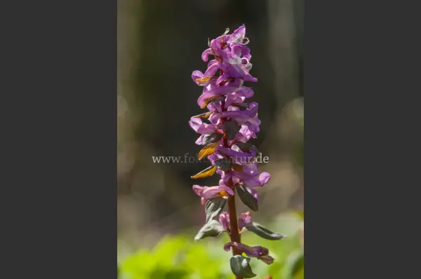 Fokus-Natur Bild