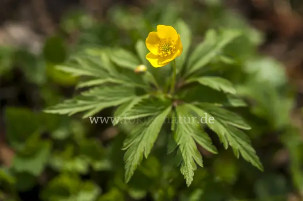 Fokus-Natur Bild