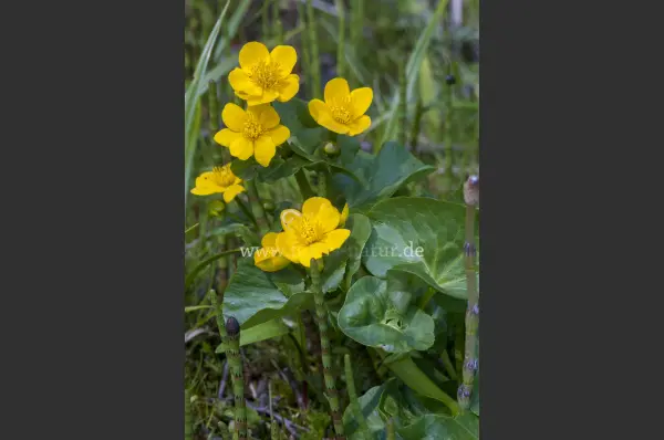 Fokus-Natur Bild