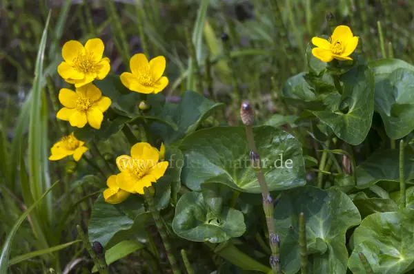 Fokus-Natur Bild