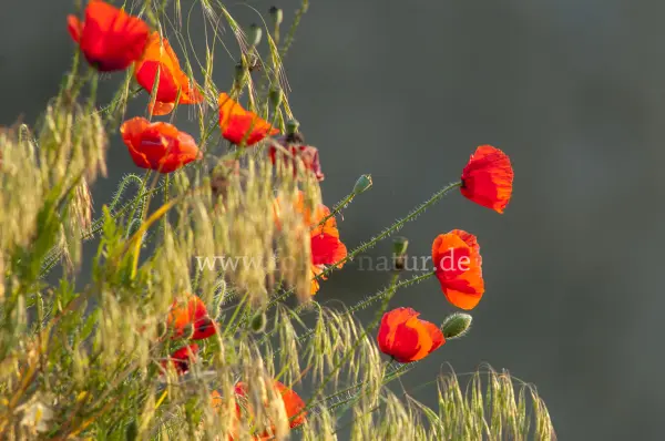 Fokus-Natur Bild