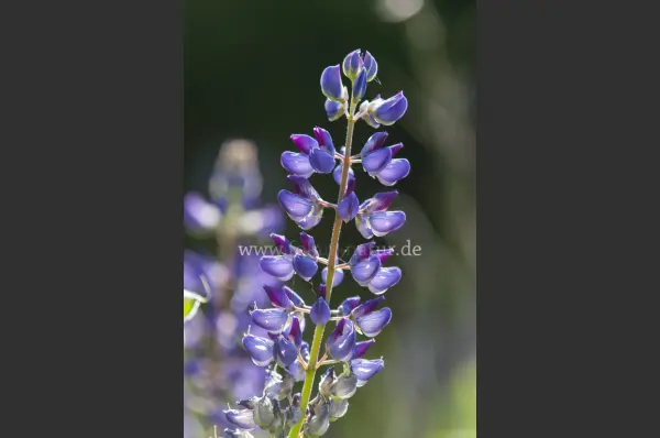 Fokus-Natur Bild