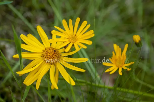 Fokus-Natur Bild