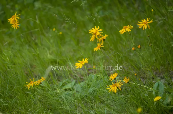 Fokus-Natur Bild