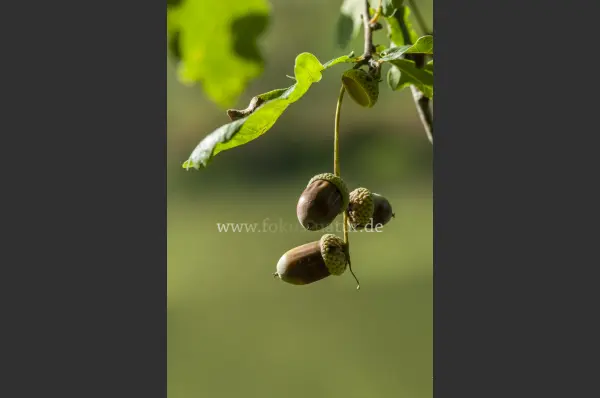 Fokus-Natur Bild