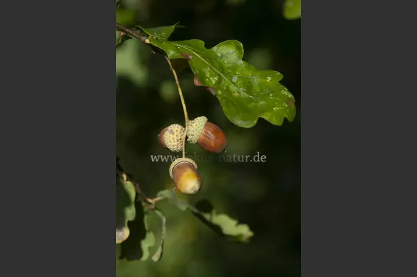 Fokus-Natur Bild