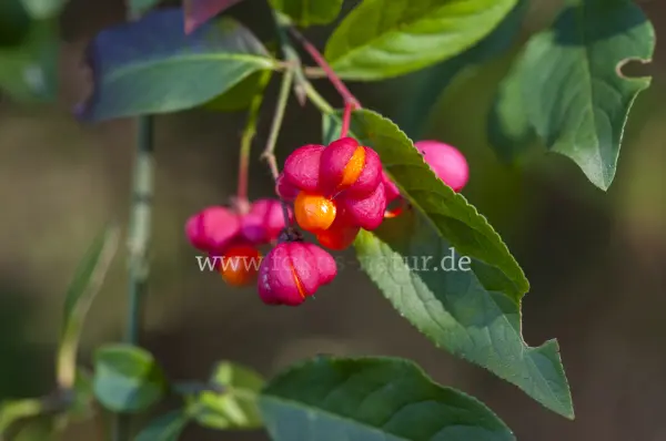 Fokus-Natur Bild