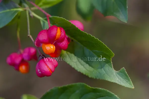 Fokus-Natur Bild