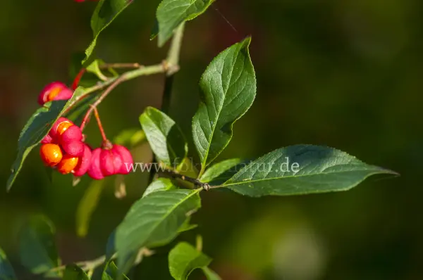 Fokus-Natur Bild