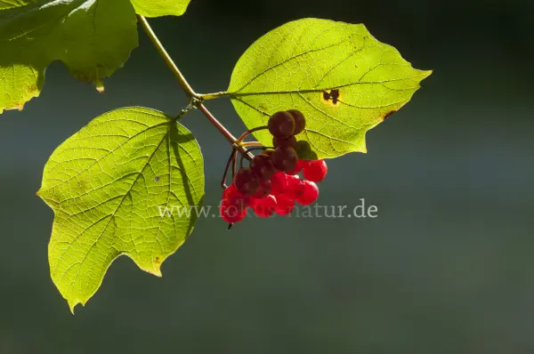 Fokus-Natur Bild