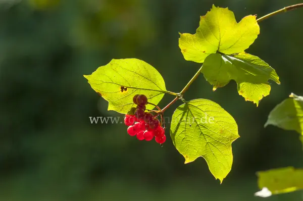 Fokus-Natur Bild