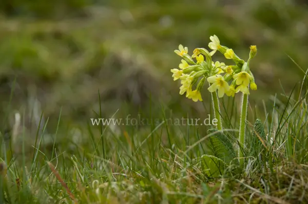 Fokus-Natur Bild