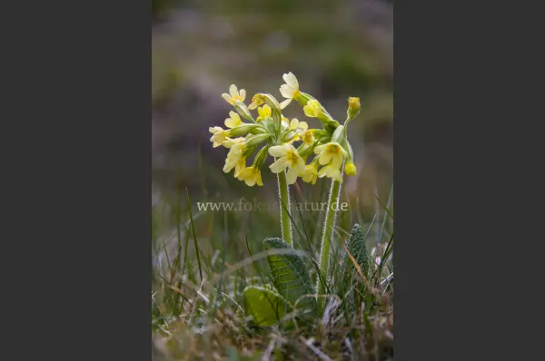 Fokus-Natur Bild