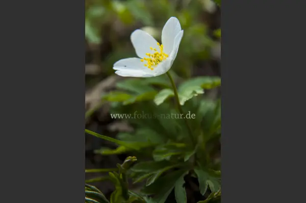 Fokus-Natur Bild