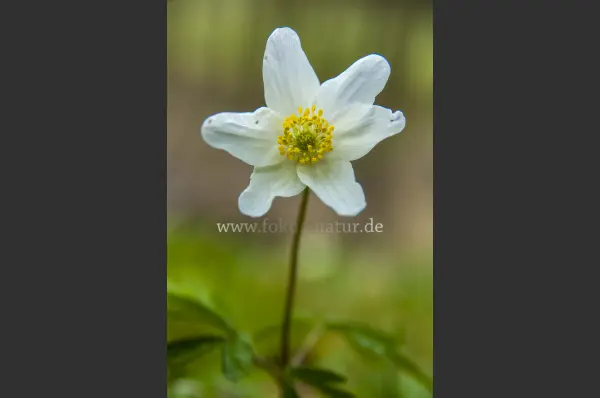 Fokus-Natur Bild