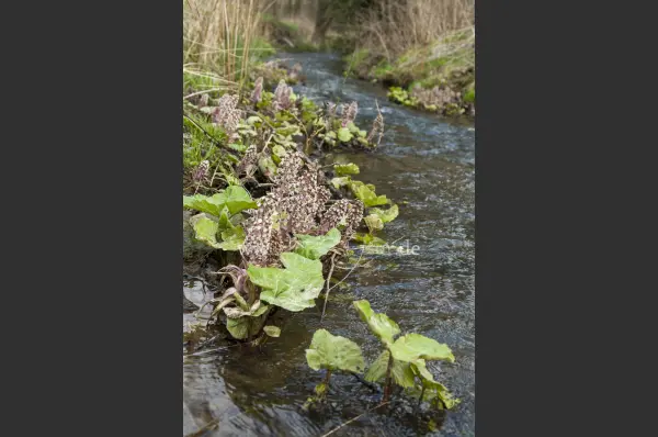 Fokus-Natur Bild