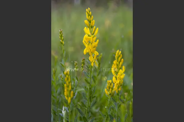 Fokus-Natur Bild