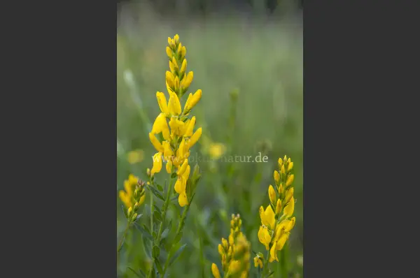 Fokus-Natur Bild