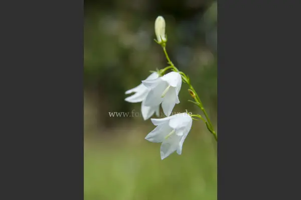 Fokus-Natur Bild