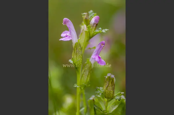 Fokus-Natur Bild