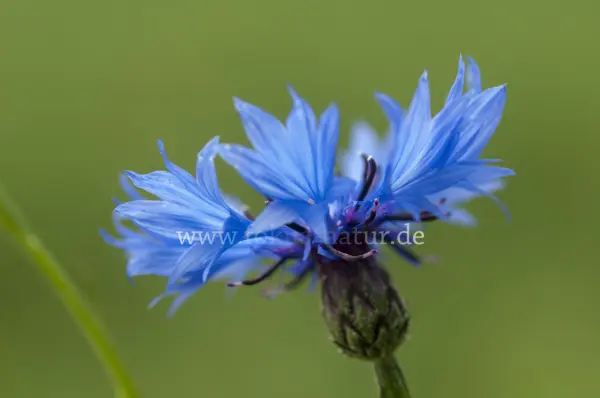 Fokus-Natur Bild