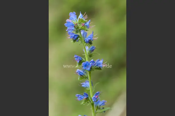 Fokus-Natur Bild