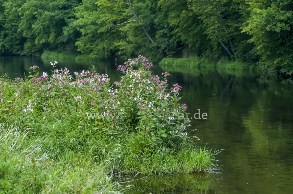 Fokus-Natur Bild