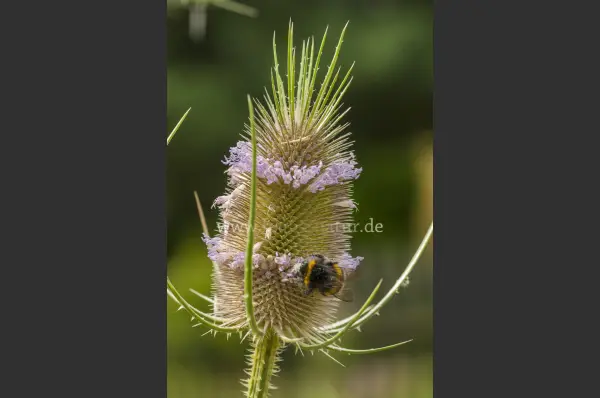 Fokus-Natur Bild