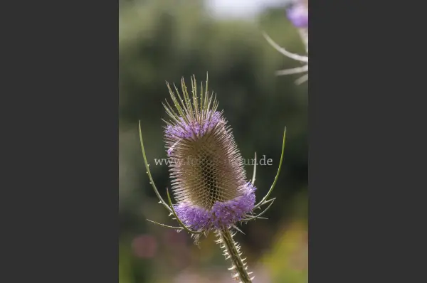 Fokus-Natur Bild