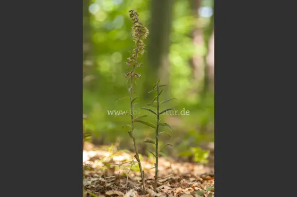 Fokus-Natur Bild