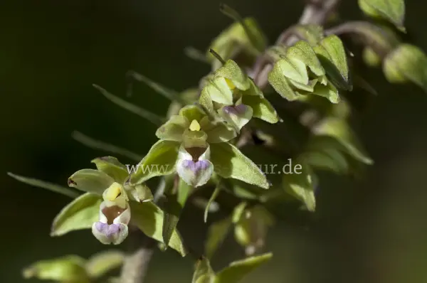 Fokus-Natur Bild