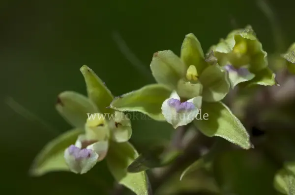 Fokus-Natur Bild