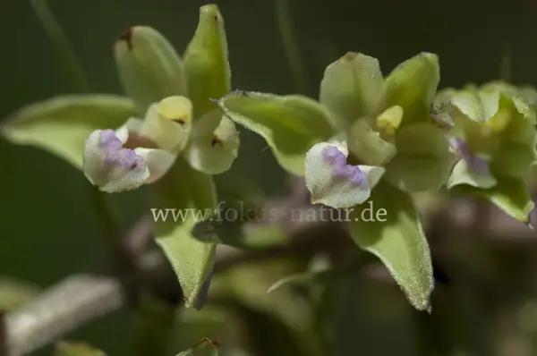 Fokus-Natur Bild