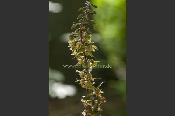Fokus-Natur Bild