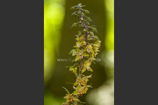Fokus-Natur Bild