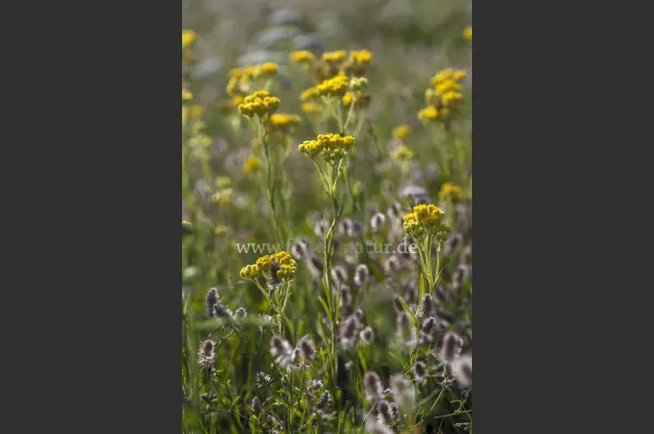 Fokus-Natur Bild