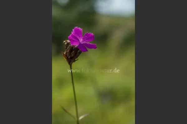 Fokus-Natur Bild