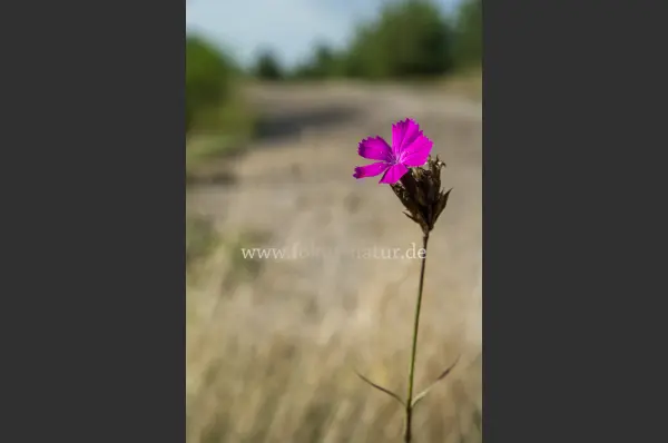 Fokus-Natur Bild