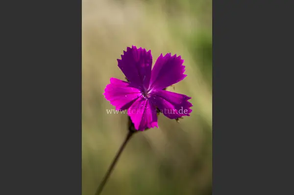Fokus-Natur Bild