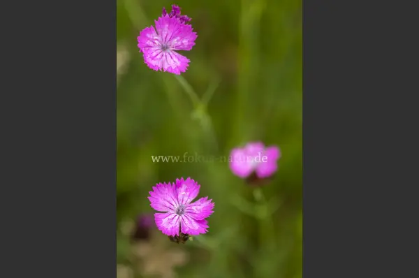 Fokus-Natur Bild