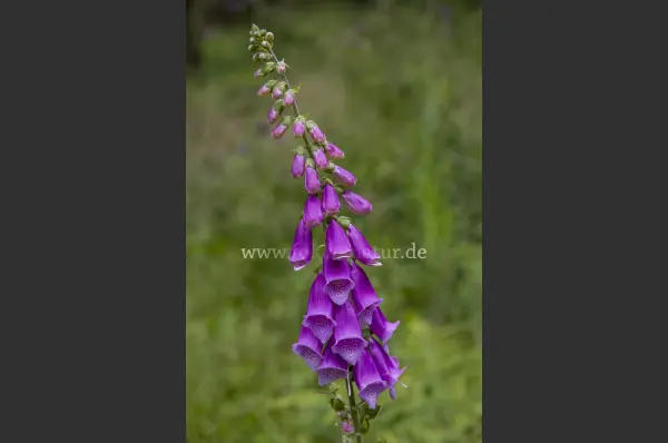 Fokus-Natur Bild