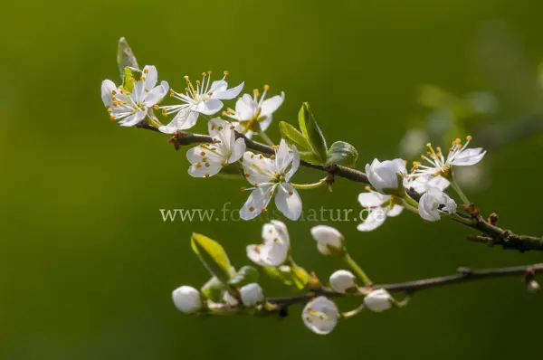 Fokus-Natur Bild